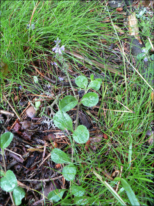 Veronica officinalis L.