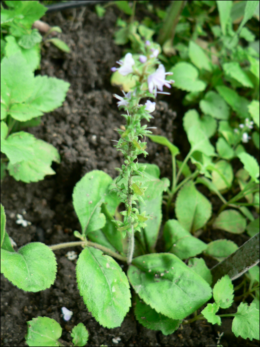 Veronica officinalis L.