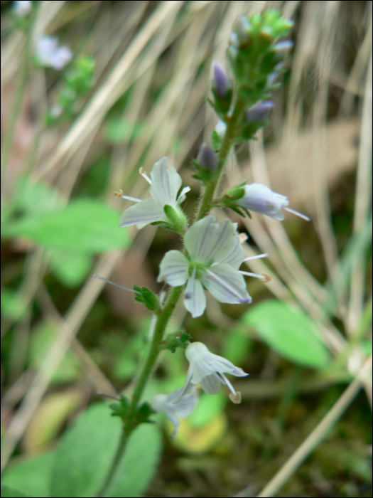 Veronica officinalis L.