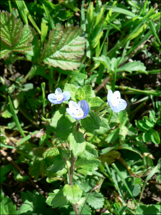 Veronica persica Poi.