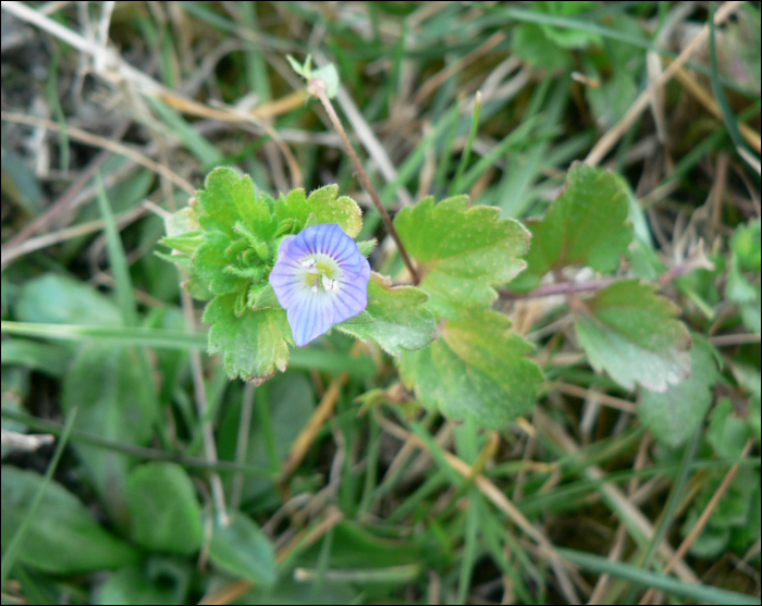 Veronica persica Poi.