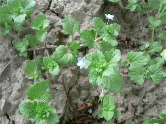 Veronica persica Poi.