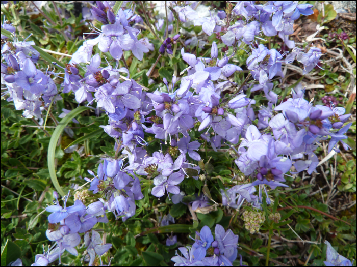 Veronica prostrata