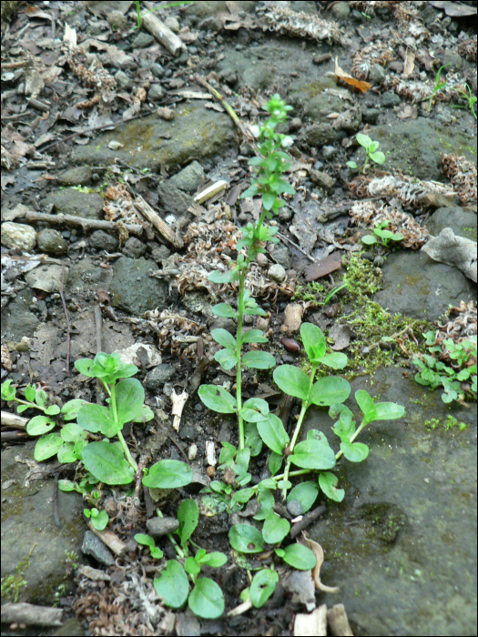 Veronica serpyllifolia L.