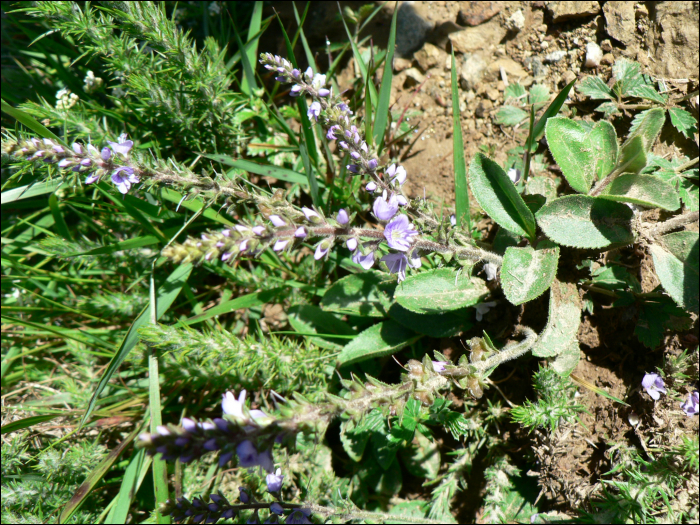 Veronica serpyllifolia L.