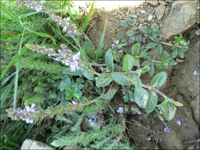 Veronica serpyllifolia L.