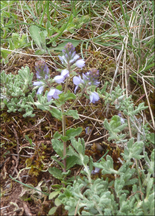 Veronica teucrium Webb.