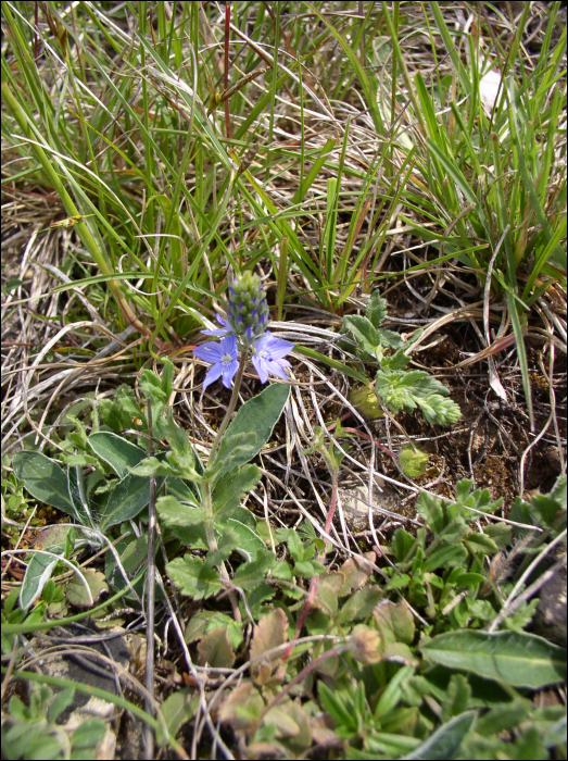 Veronica teucrium Webb.