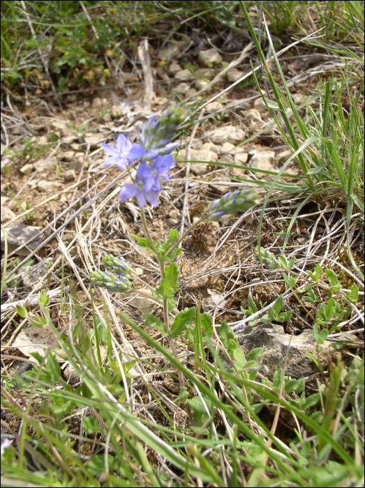 Veronica teucrium Webb.