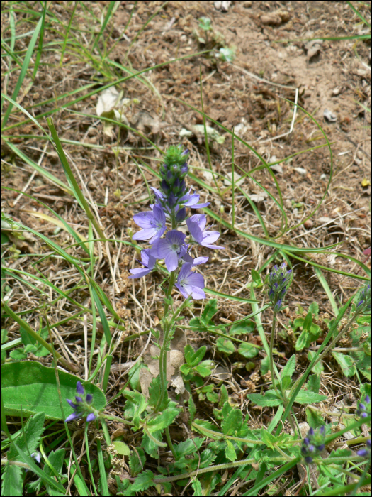 Veronica teucrium Webb.