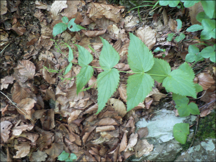 Veronica urticifolia