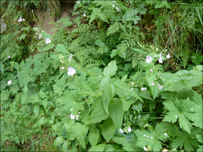 Veronica urticifolia