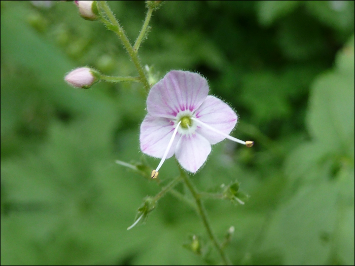 Veronica urticifolia