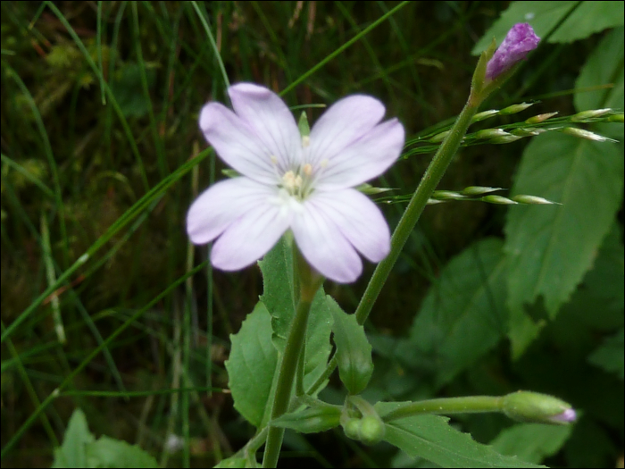 Veronica urticifolia