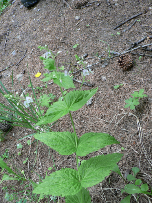 Veronica urticifolia