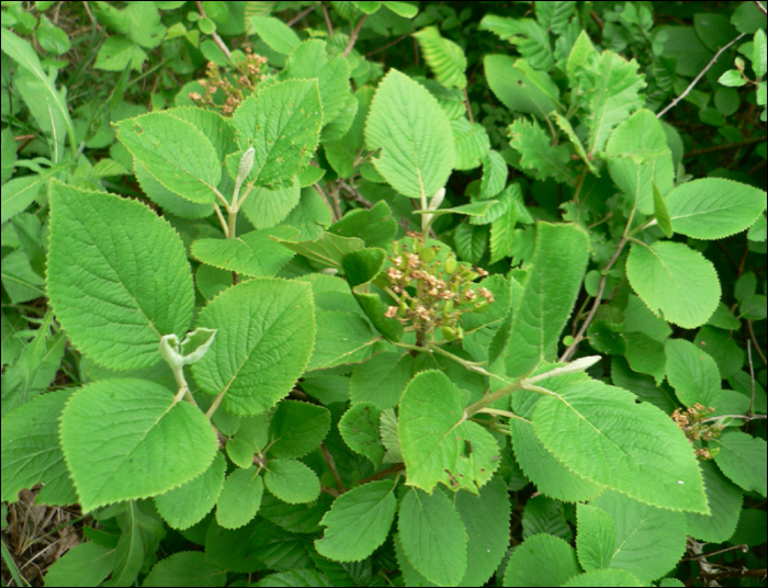 Viburnum lantana