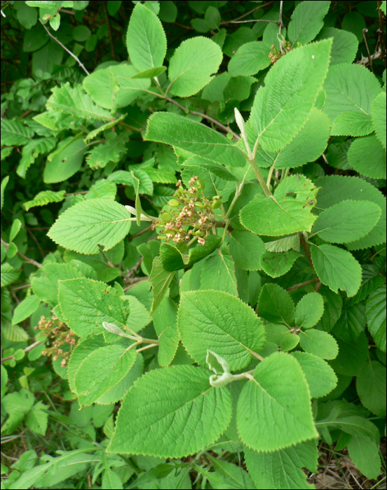 Viburnum lantana