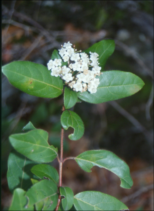 Viburnum tinus L.