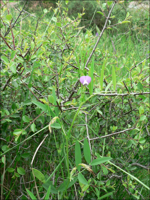 Vicia bithynica