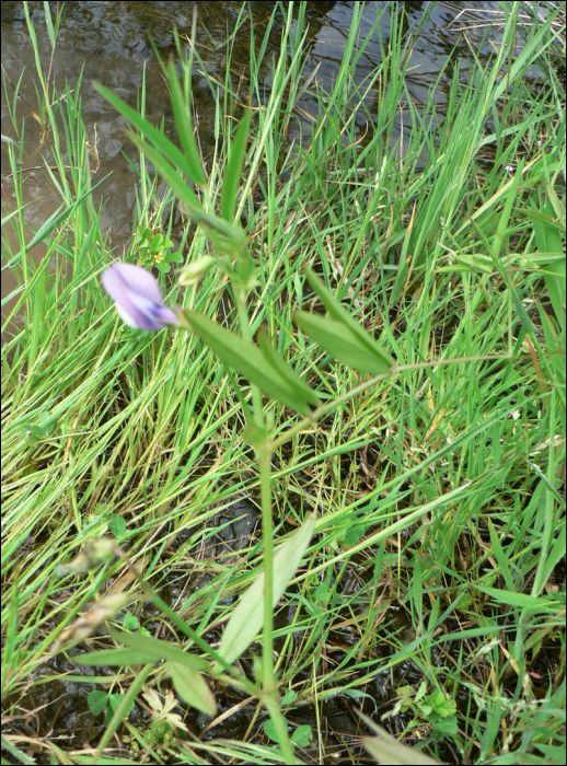 Vicia bithynica