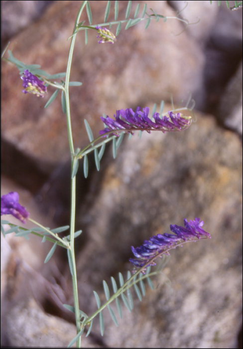 Vicia cracca L.