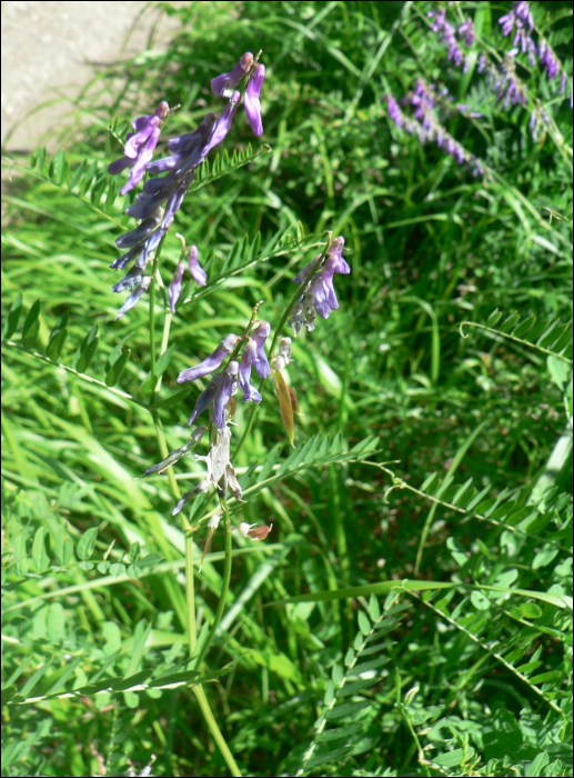 Vicia cracca L.