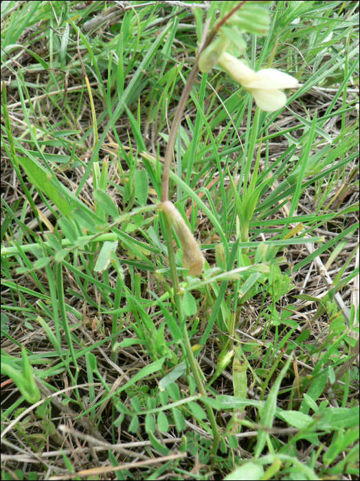 Vicia hybrida