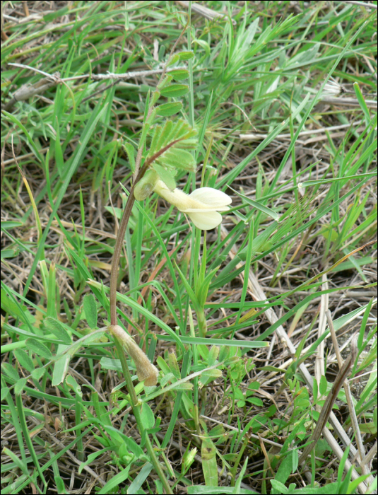 Vicia hybrida