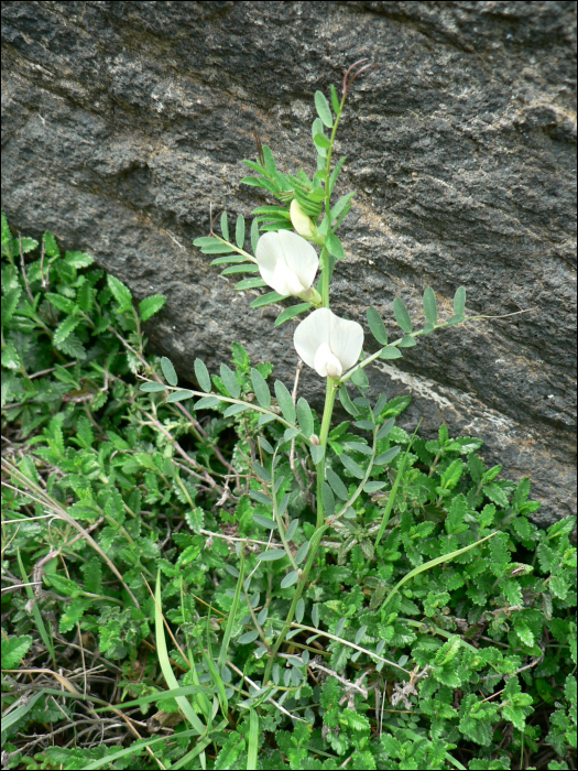 Vicia lutea L.