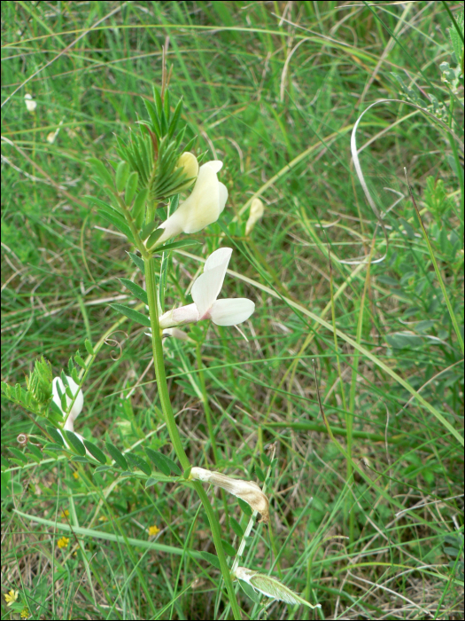 Vicia lutea L.