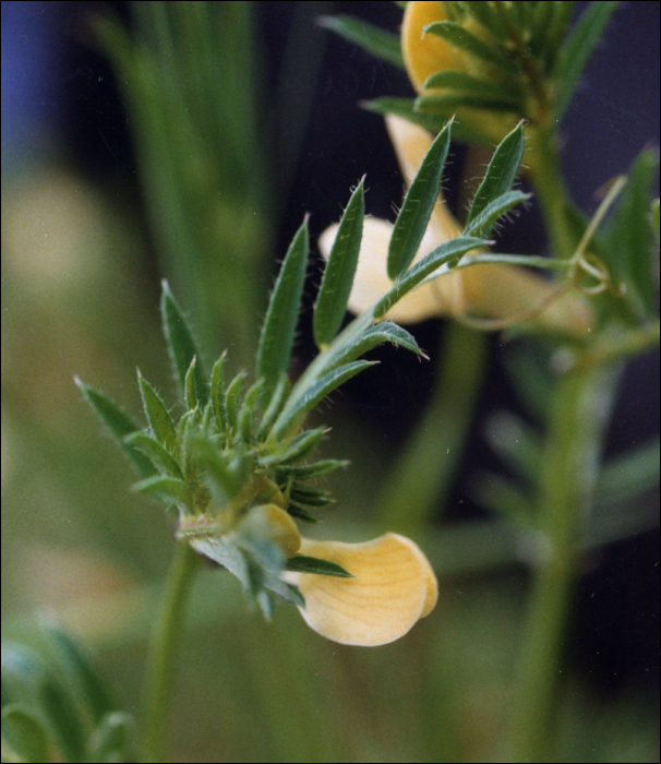 Vicia lutea L.