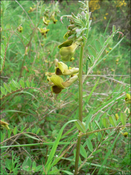 Vicia melanops Smith