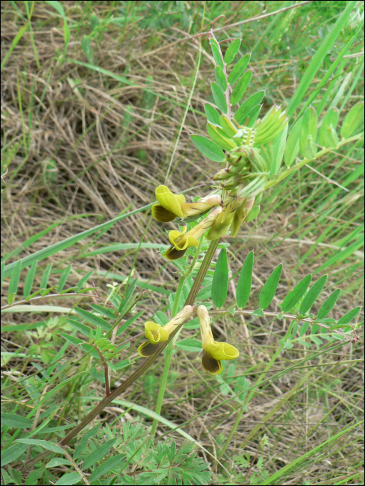 Vicia melanops Smith