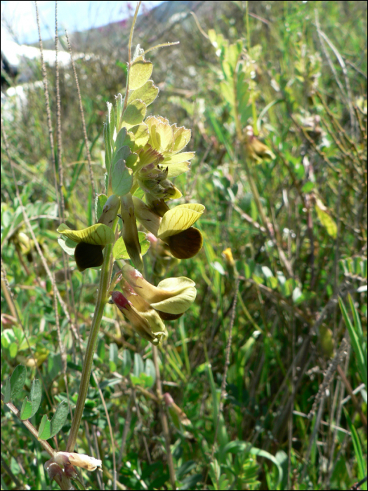 Vicia melanops Smith