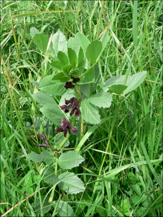 Vicia narbonensis