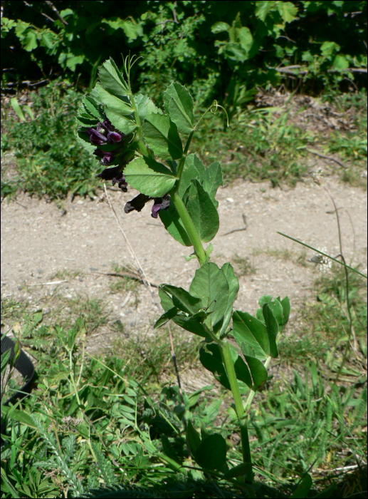 Vicia narbonensis