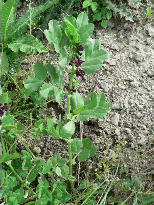 Vicia narbonensis