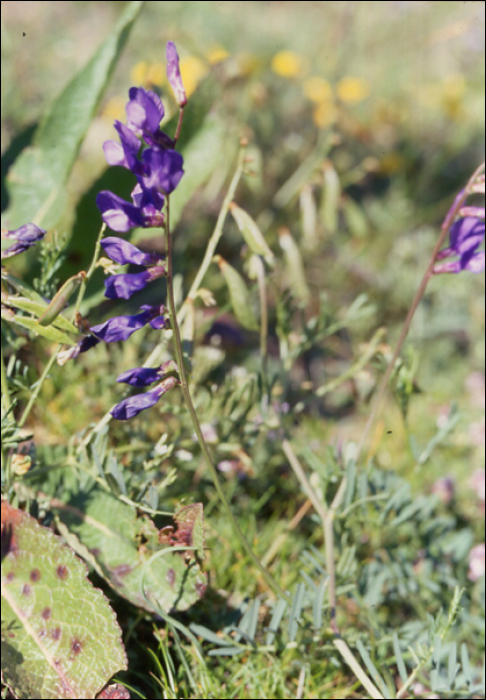 Vicia onobrychoïdes L.