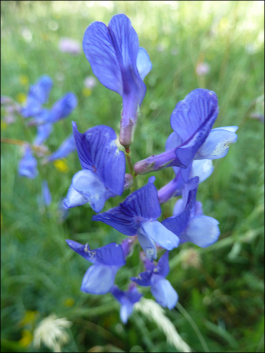 Vicia onobrychoïdes L.