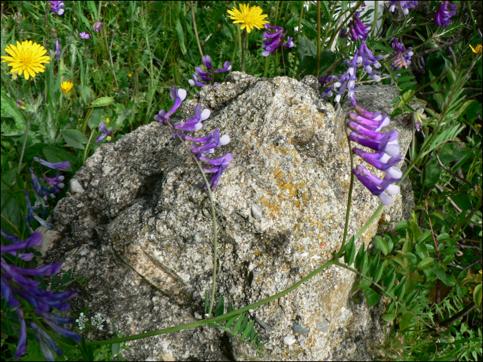 Vicia onobrychoïdes L.