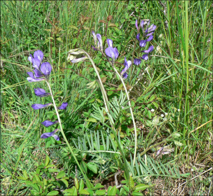 Vicia onobrychoïdes L.