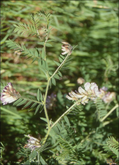 Vicia orobus DC