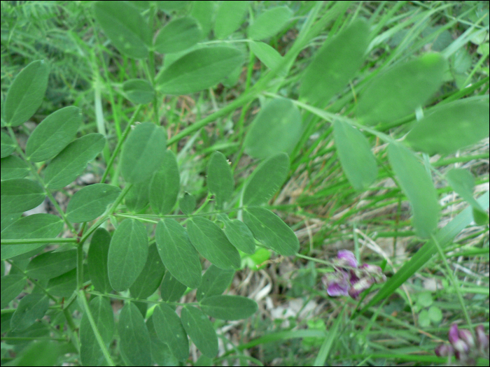 Vicia orobus DC