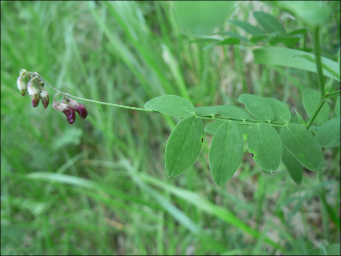 Vicia orobus DC