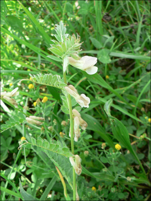 Vicia pannonica lutea Crantz