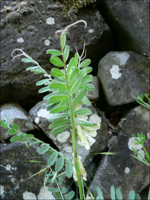 Vicia pannonica lutea Crantz