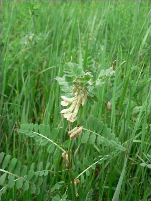 Vicia pannonica