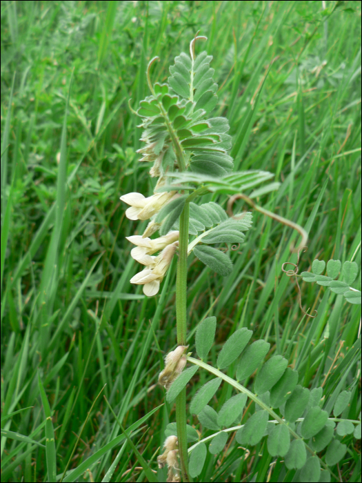 Vicia pannonica