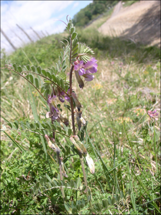 Vicia pannonica