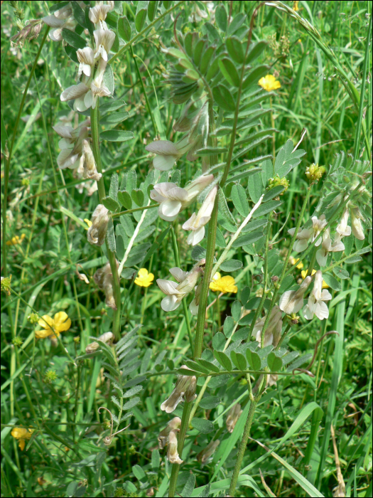 Vicia pannonica